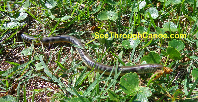 Picture of a Glass Lizard holding a grasshopper