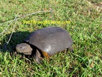 Photo of a box turtle found in Boca Ciega Park