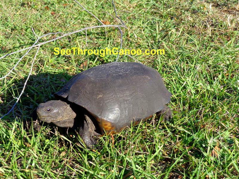 Picture of a gopher turtle at Boca Ciega Park in Seminole, FL