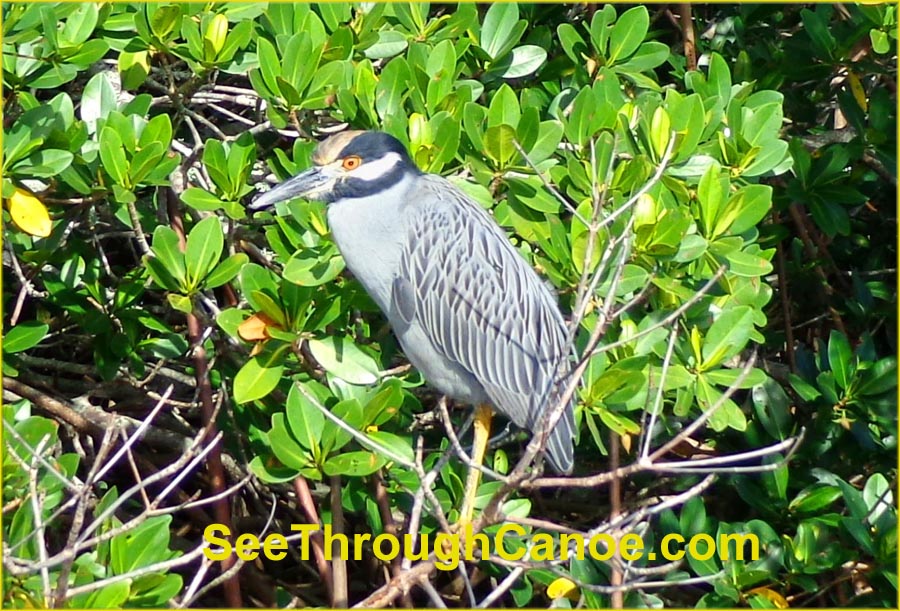 Night Heron Picture