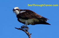 Photo of an Osprey holding a fish