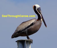 Pic of a Pelican near Brooks Bridge in Fort Walton Beach