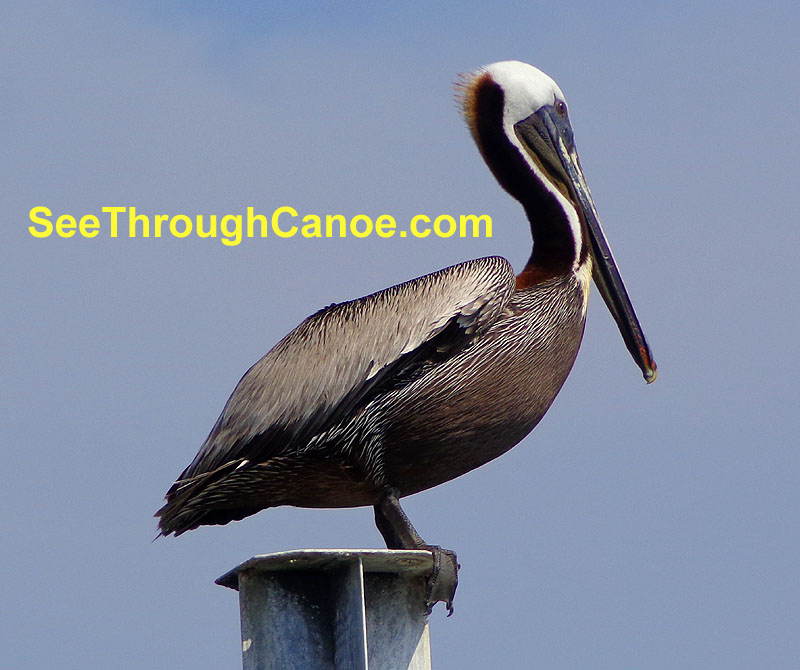 Picture of a pelican sitting on a piling near Brooks Bridge