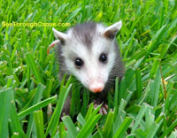 Picture of a baby possum