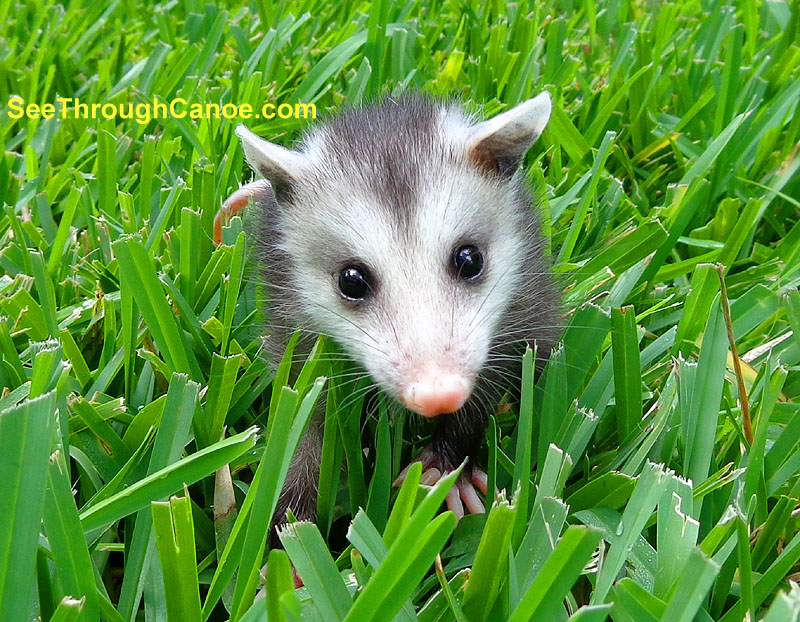Photo of a baby possum