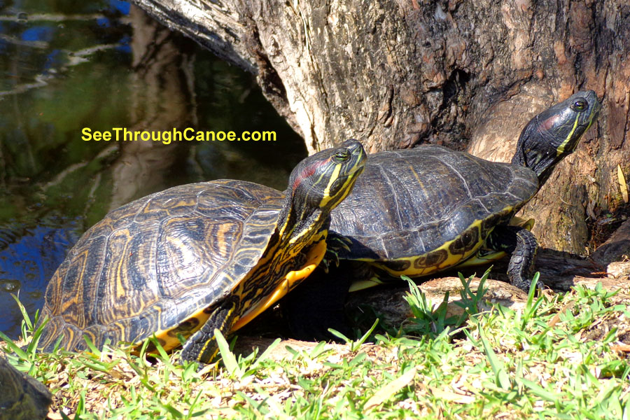 Red Eared Slider Picture