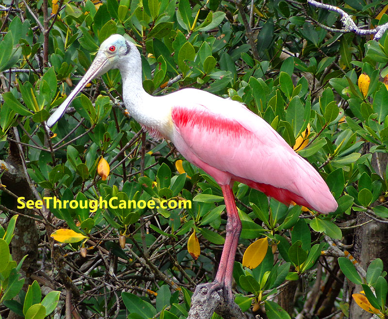 Roseate Spoonbill in south FL