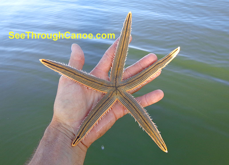 Photo of a starfish found in the Intercoastal Waterway