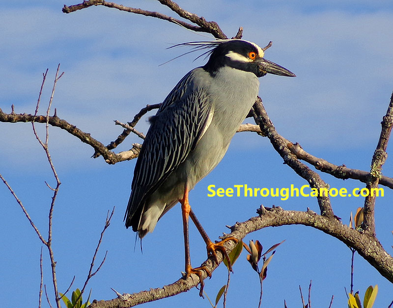 Photo of a Yellow Crowned Night Heron