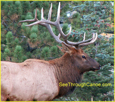 CLose up of a Male Elk with a Large Rack